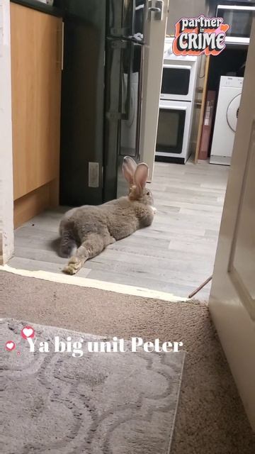 20 million views on Guard Rabbit just waiting ✋️ flemish giant #Home #Shorts смотреть онлайн