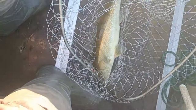 зачётный утренний судак #shorts смотреть онлайн