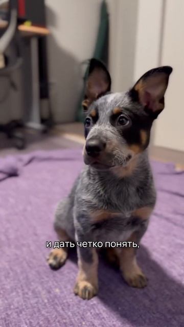 5 фактов о породе – Австралийский хилер #shorts #австралийскийхилер #хилер #собаки смотреть онлайн