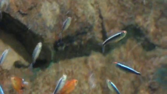 Tetra tank / Salmlerbecken @ Zoo Duisburg [9/17] смотреть онлайн