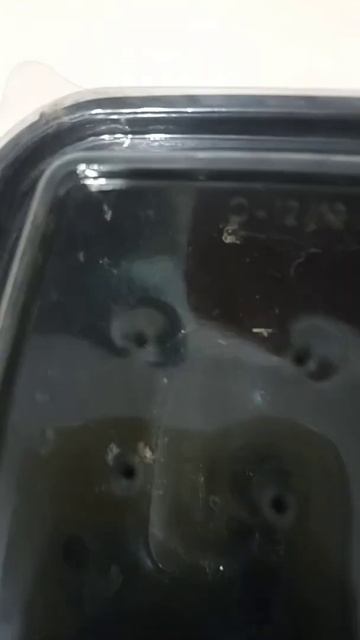 я поймал паука волка самку смотреть онлайн