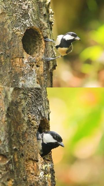 Cinereous tit ,Reghu* смотреть онлайн
