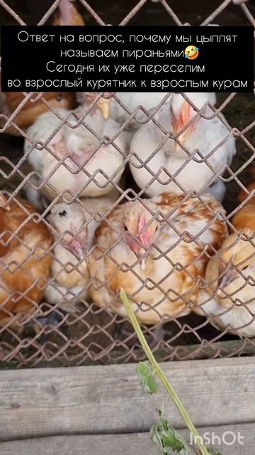 Наши куры-пираньи🤣 #куры #голошейки #chiken #цыплята смотреть онлайн