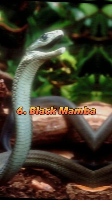 Top 10 Most Dangerous Snake In The World 🌍#viral #shorts #snake 🐍 смотреть онлайн