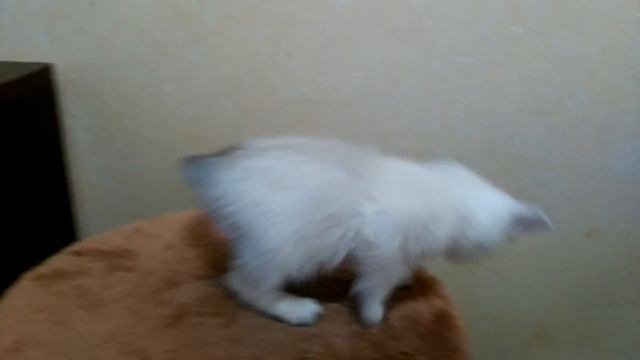 шотландские котята смотреть онлайн
