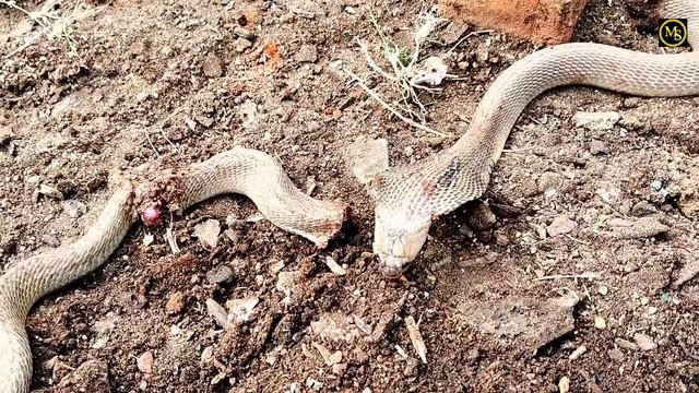 #Indian #spectacle venomous cobra Rip😭😭. i.miss you смотреть онлайн