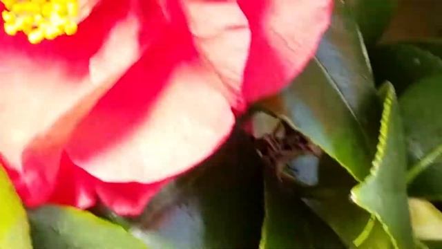 CAMELLIA JAPONICA CV PRINGLE SMITH THEACEAE PLANT смотреть онлайн