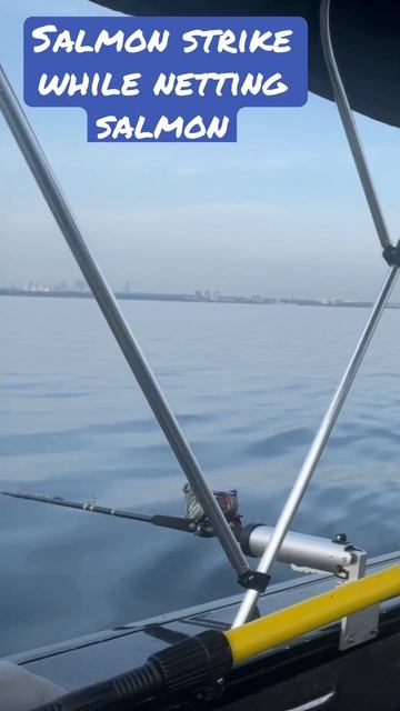 Salmon hit while netting another salmon #salmon #fishing #Salmonstrikes смотреть онлайн