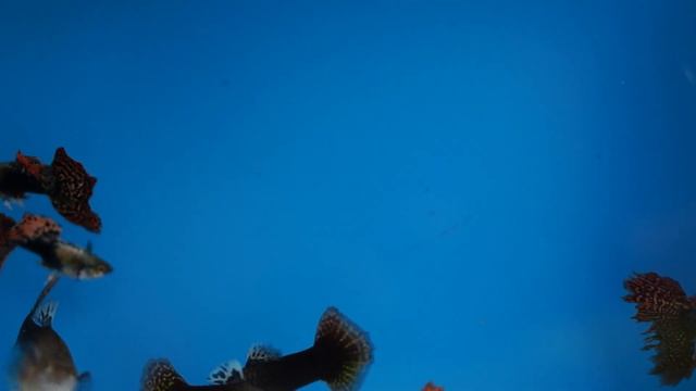 Получерные ковровые смотреть онлайн