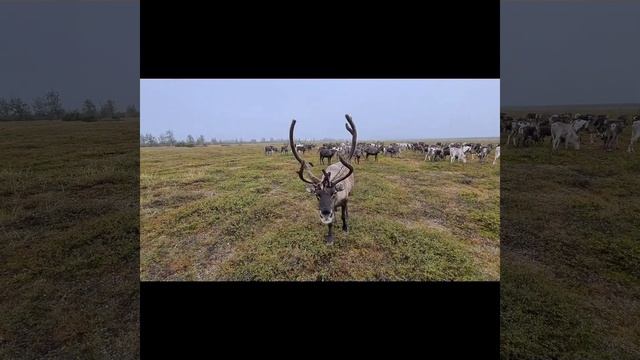 Спутник #олени #природа #тундра #reindeer #магаданскаяобласть #эвены #оленеводы смотреть онлайн