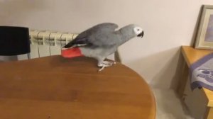 Жако танцует и поёт