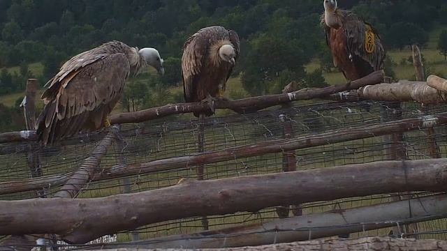 Белоглавият лешояд - завръщането смотреть онлайн