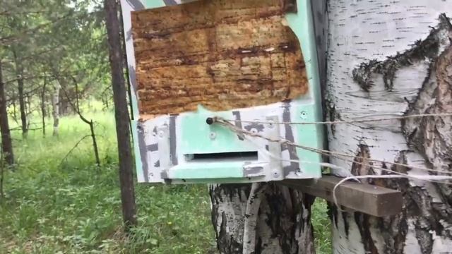 Проверка ловушек 27 июля! смотреть онлайн