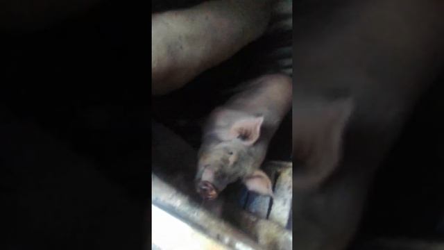 гуси болтают без остановки смотреть онлайн