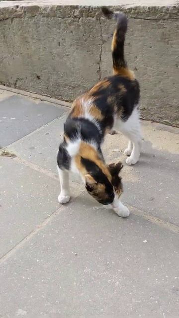 Трехцветная кошка мяукает Мяу и хвост как вопрос 😸 Funny cute calico cat meowing Meow 😻 Kucing lucu смотреть онлайн