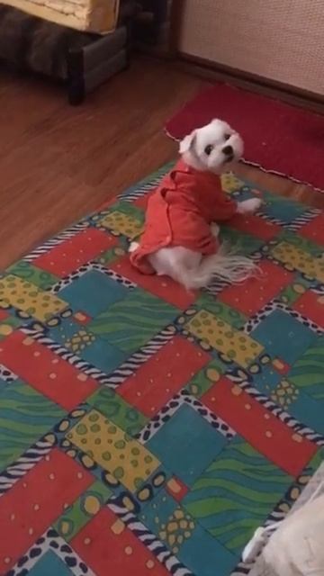 Любимый звоночек. смотреть онлайн