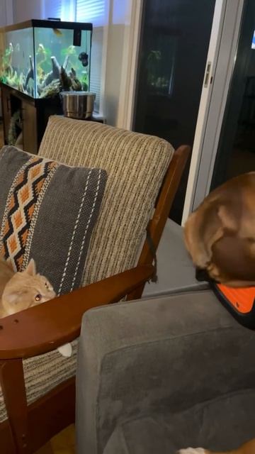 Cat vs. Dog смотреть онлайн