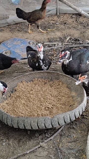 Ducks eating Rice#short смотреть онлайн