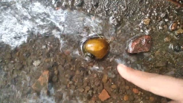 Hunting snails ❗ Millipedes. Siput coklat. Siput Sawah. Siput albino. keong emas смотреть онлайн
