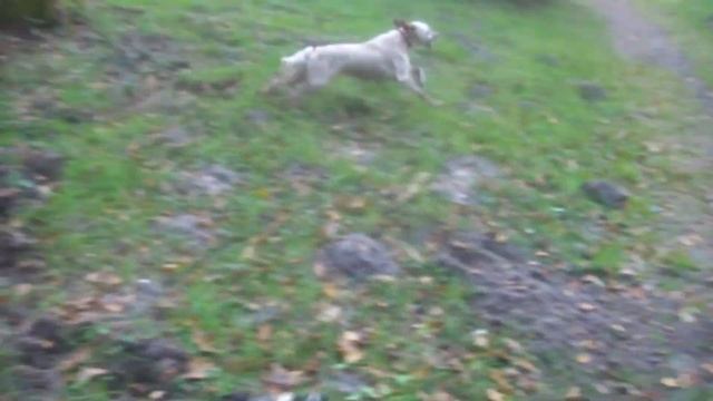 19-11-13 Promenade Idyl, Freya et Glouton dans les bois смотреть онлайн