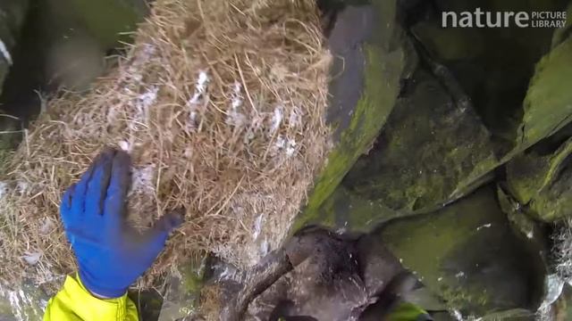 Man abseiling down a cliff and collecting seabird eggs, including those of Common guillemots, camer смотреть онлайн