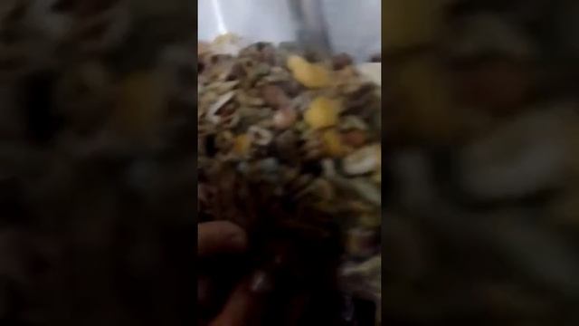 Зимние дни хомяков смотреть онлайн