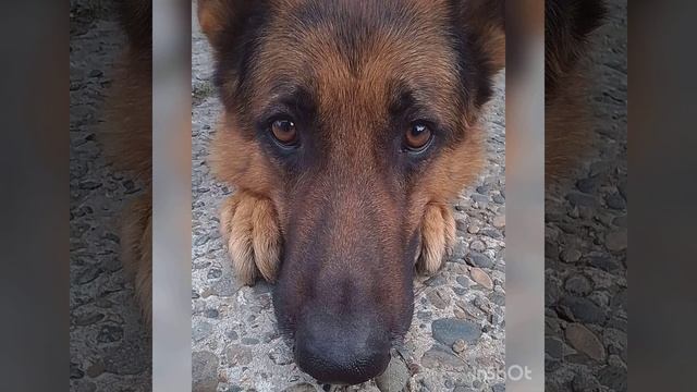 Немецкая овчарка Амур ❤️ смотреть онлайн