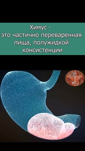 Желудок сокращается не хуже бицепса #желудок #бицепс #химус #сфинктер #пища смотреть онлайн