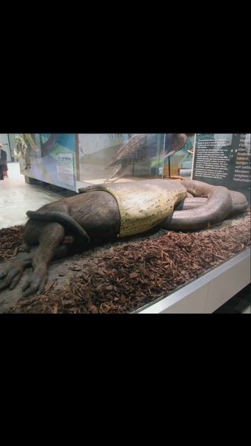 दुनिया का सबसे लंबा और भारी सांप | longest and heaviest snake in the world | amazing facts #shorts смотреть онлайн