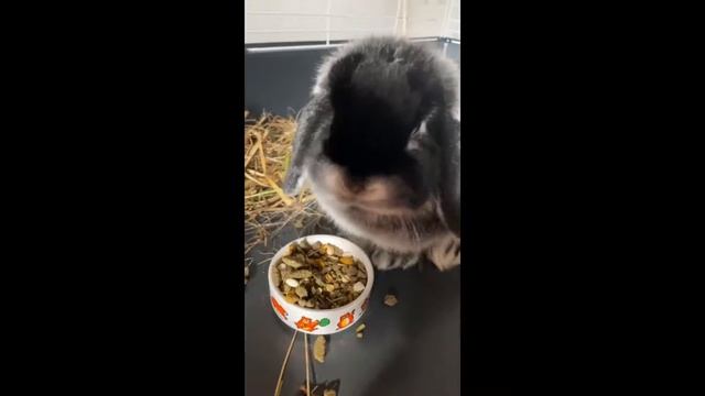 Versele Laga Nature Original Cuni Junior jeune lapin (nain) - Zoomalia смотреть онлайн