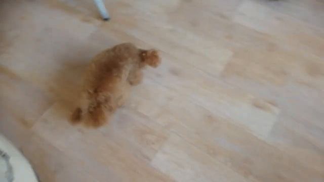 УРИКА КЭРРИ смотреть онлайн