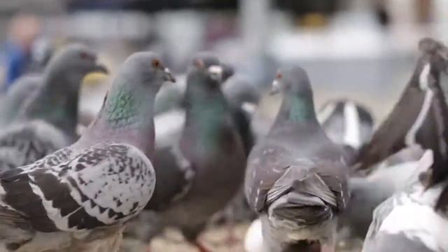 pigeon | pigeon videos | pigeon farm | فيديو حمامة | голубь видео | vídeo de paloma | περιστέρι смотреть онлайн