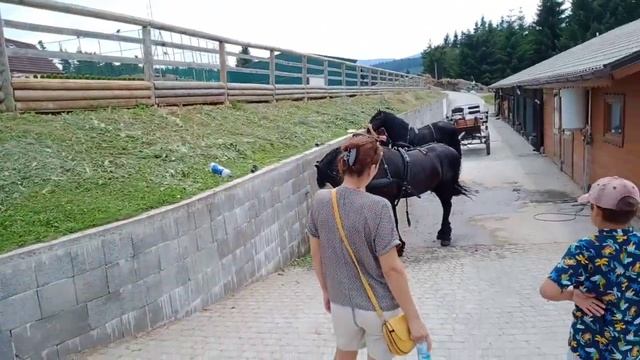 Медведь подобрался к конюшне смотреть онлайн