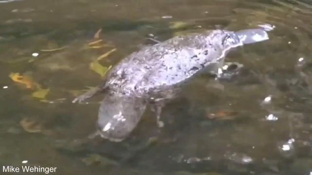😮😯 A la sombra de los dinosaurios: los mamíferos del Mesozoico 🦕🦖 смотреть онлайн