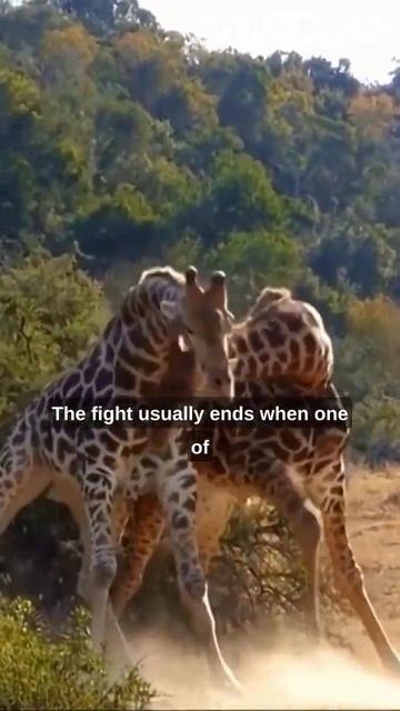 Giraffes Fight Neck-to-Neck for Mates and Territory смотреть онлайн