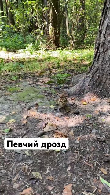 Певчий ДРОЗД птица лесная России смотреть онлайн