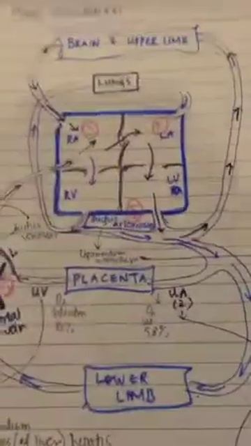 Fetal Circulation (mixing of blood) 6 смотреть онлайн