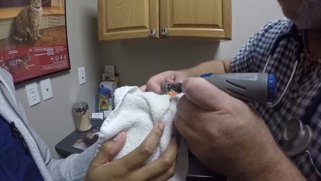 LoveBird Beak Trim During "Give The Client The Camera Day" смотреть онлайн