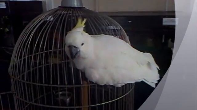 Какаду просит чтоб его искупали смотреть онлайн