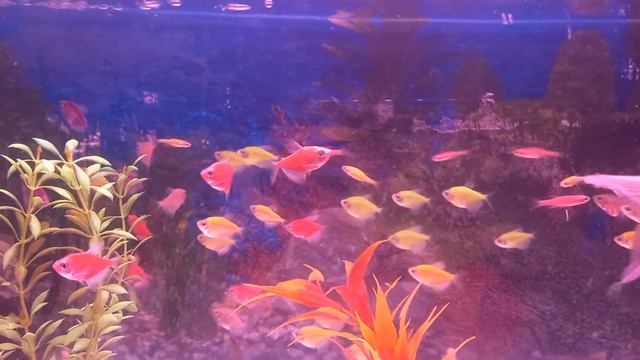 Aqurium setup widow fish, cat fish, zebra fish and Red cap смотреть онлайн