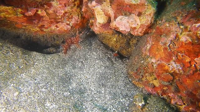 Novaculichthys taeniourus juvénile смотреть онлайн