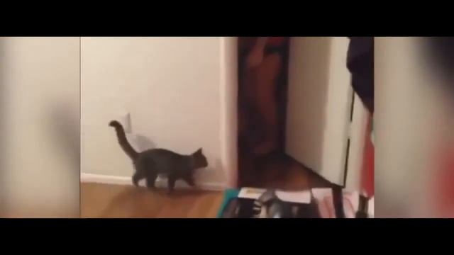 Кот один дома!