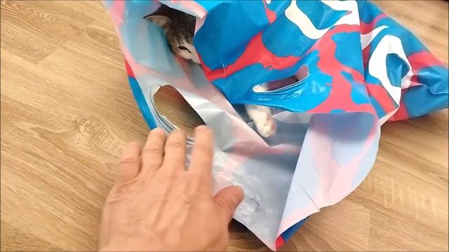 Кот в пакете. Кот и пакет смотреть онлайн