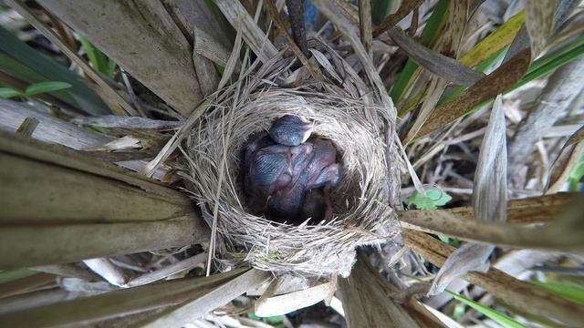Камышовка индийская 170617 5 22июня 8 смотреть онлайн