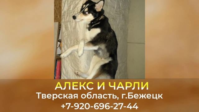 Пропали собаки! АЛЕКС И ЧАРЛИ. Тверская область, г.Бежецк смотреть онлайн