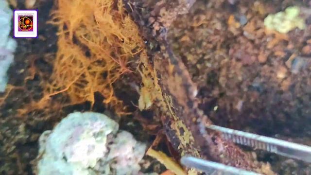Hệ Sinh Thái Thu Nhỏ : Thử Làm Thùng Cộng Sinh Cho Các Loài Isopod, Cuốn Chiếu, Springtail, ... смотреть онлайн
