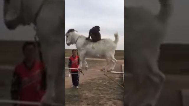 Экстримальный козел смотреть онлайн