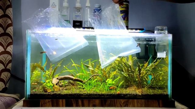 NEON TETRA CARE GUIDE | IN TELUGU | AQUA FACTS | смотреть онлайн