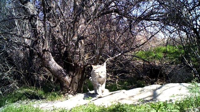 Степная кошка