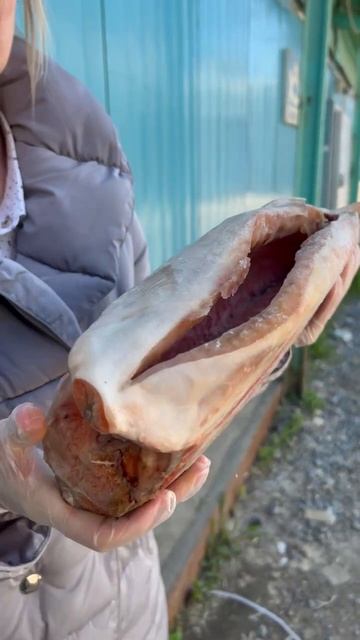 Форель Турция крупная обзор со склада